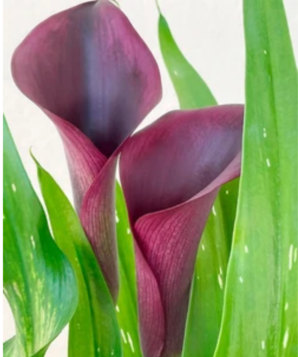 callas exótica 4 opções de cores callas exótica 4 opções de cores